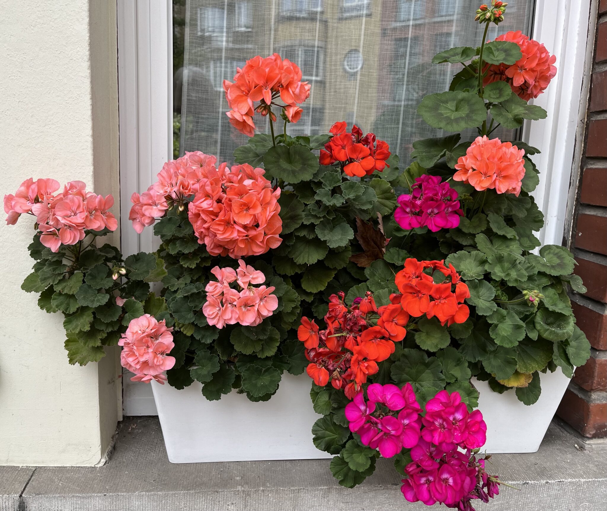 Felle kleuren