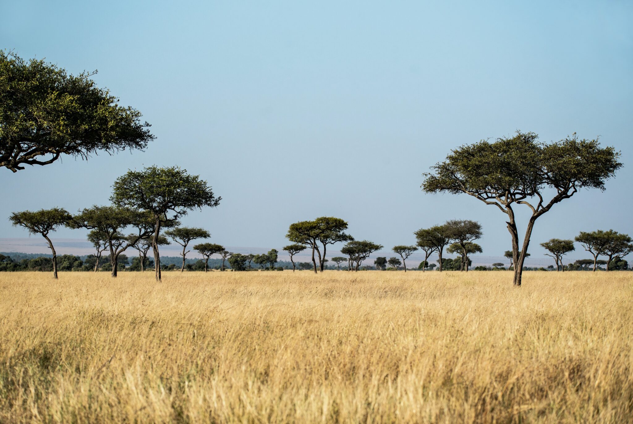 Toendra en savanne